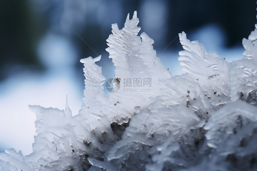 白雪覆盖的树枝图片