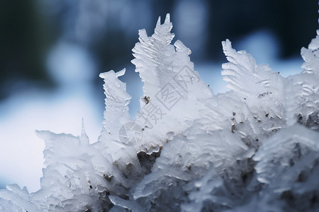 白雪覆盖的树枝背景图片