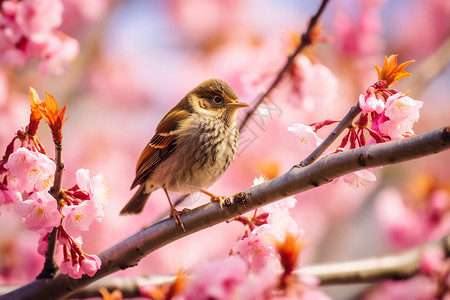 一只桃花小鸟站在桃花树上背景