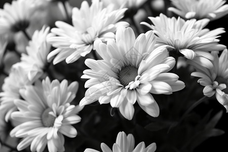 菊花黑白夏日盛放的菊花背景