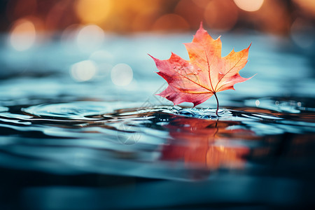 树叶漂浮在水上秋叶漂浮在水面上背景