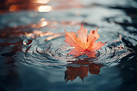 漂浮落叶枫叶水面上的落叶背景
