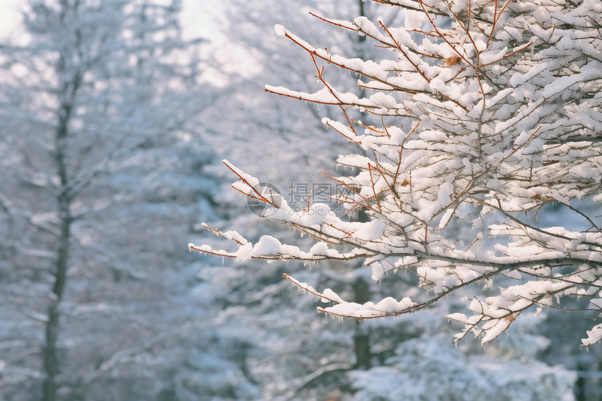 积雪的树枝图片