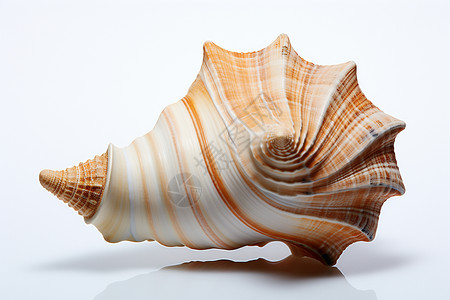 螺旋贝壳饰品背景图片