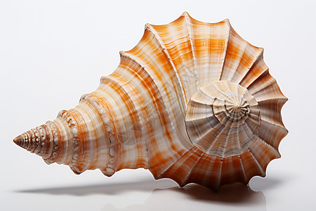 夏日海洋的贝壳背景图片