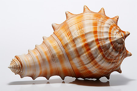 海洋的螺旋贝壳背景图片