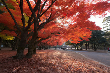 日本枫树日本红叶高清图片