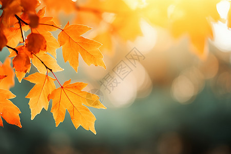 黄色光点秋天枫叶背景背景