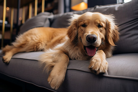 躺着的狗沙发上躺着的金毛犬背景