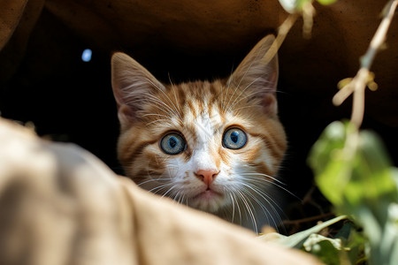 蓝眼猫咪偷窥树枝高清图片