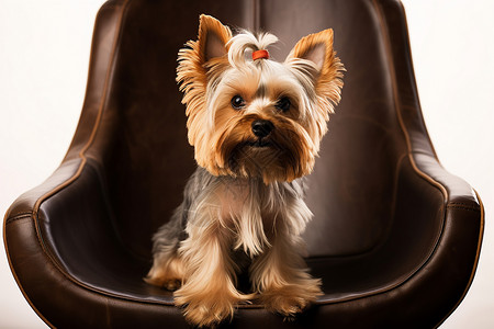 坐在椅子上的狗可爱的小狗坐在棕色皮椅上背景