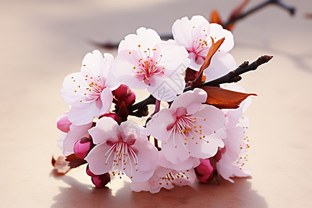 樱花盛开的自然美景图片