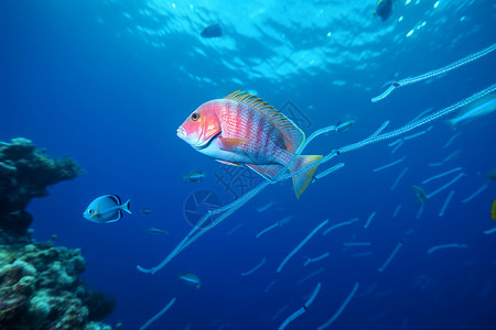 海底世界的鱼群图片