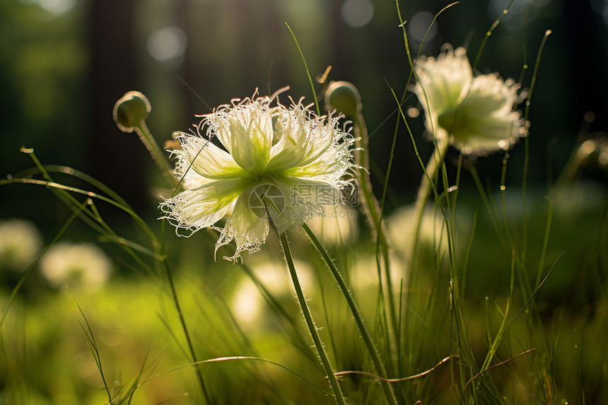 阳光下草丛中的花朵图片