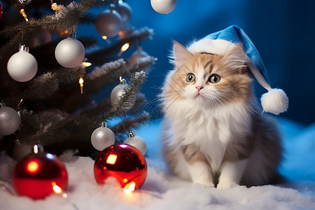 可爱圣诞猫咪图片