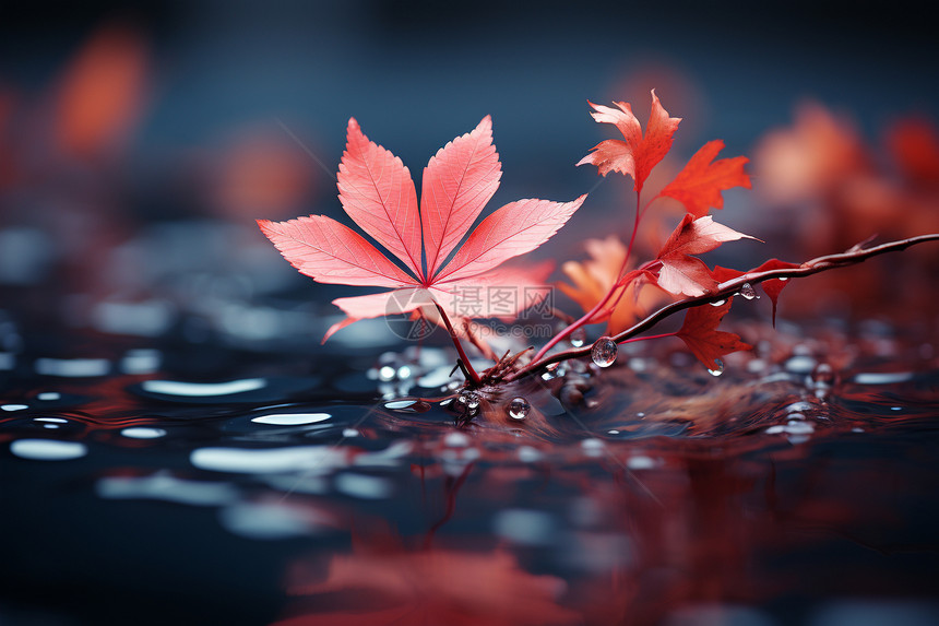 红枫叶漂浮的美景图片