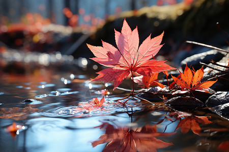 漂浮落叶枫叶水面上漂浮着红枫叶背景