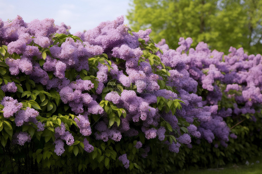 紫丁香花盛放图片