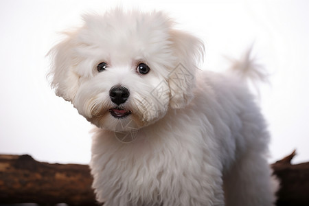 可爱的白色宠物狗图片