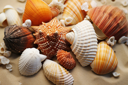 彩色贝壳拼搭成的海岸风景背景图片
