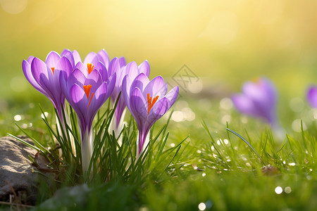 春日草坪上的花朵图片