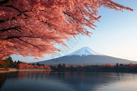 寒露天气秋天的富士山背景