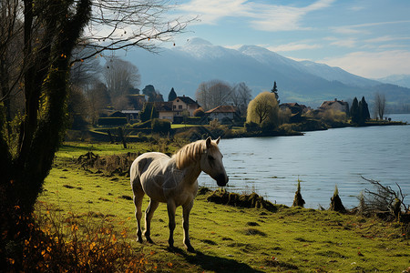 湖畔边的白马背景图片