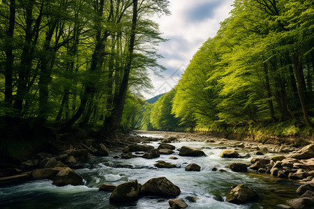 山间林地绿林的小溪背景