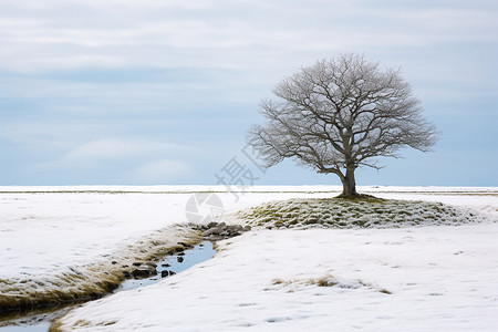 冰雪中的孤独之树图片