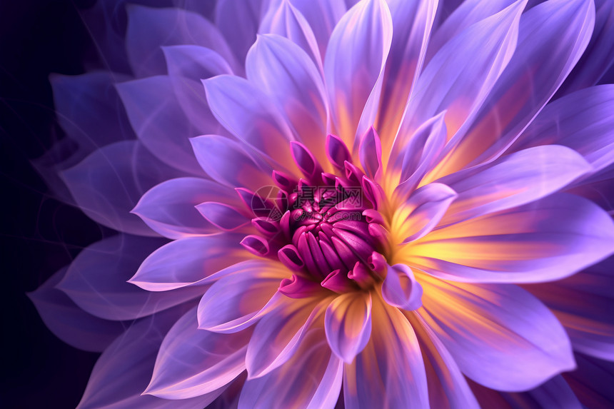 紫色绽放的花朵图片