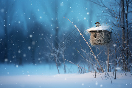 冬季鸟巢白雪中的鸟巢背景