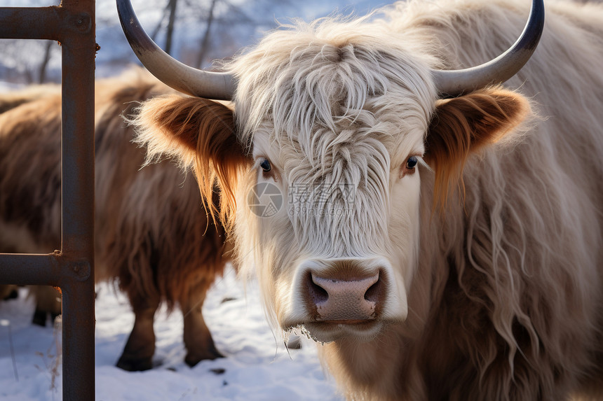 冬季户外的公牛图片