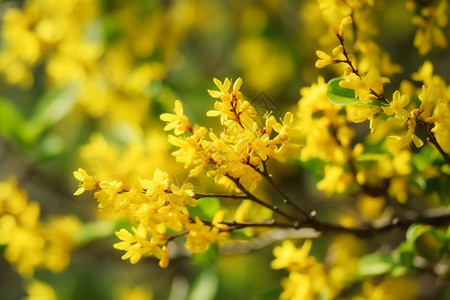 美丽盛开的黄色花朵背景图片