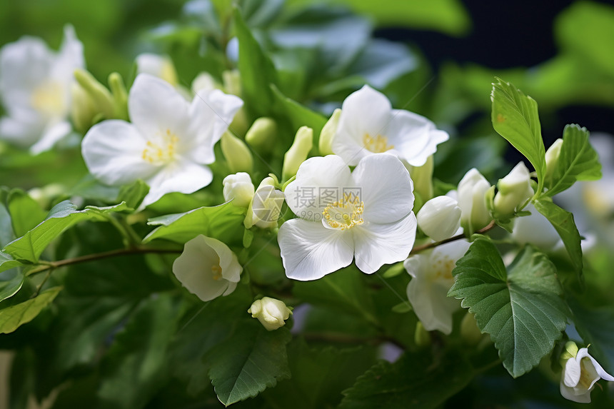 清晨的花园图片