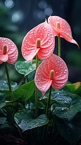 红掌植物红掌花植物背景