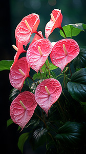 红掌植物花卉红掌花背景