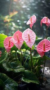 红掌植物户外的红掌花背景