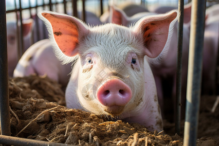 躺在篱笆中的猪猪肉高清图片素材