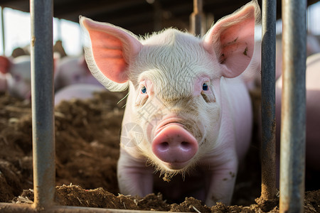 农家饲养的猪农场高清图片素材