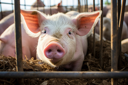 看着腊八粥的猪躺在笼子中的猪背景