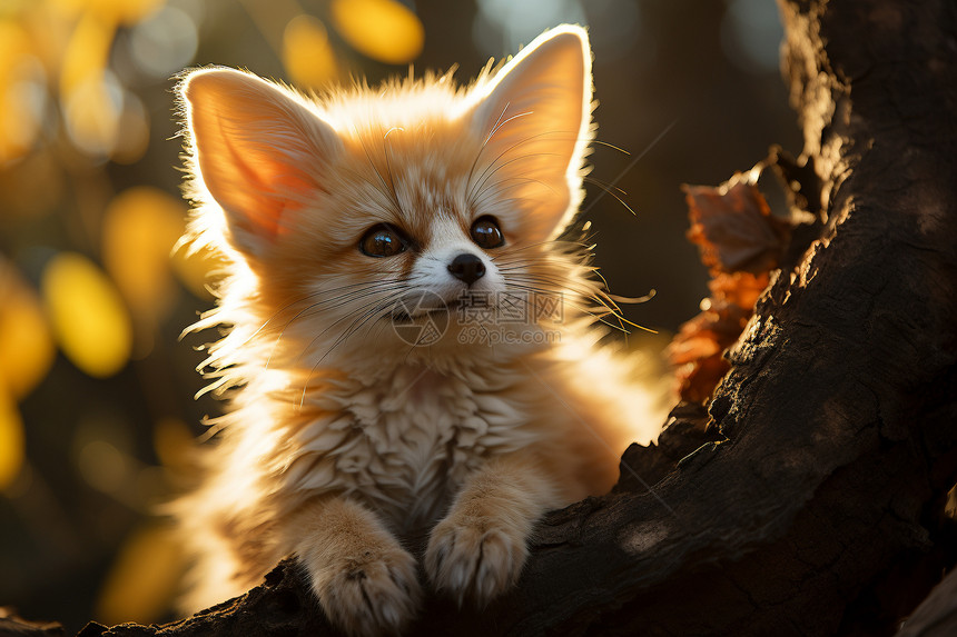 可爱迷人的狐狸图片