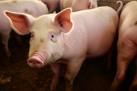 乡村猪圈中的肥猪家畜高清图片素材