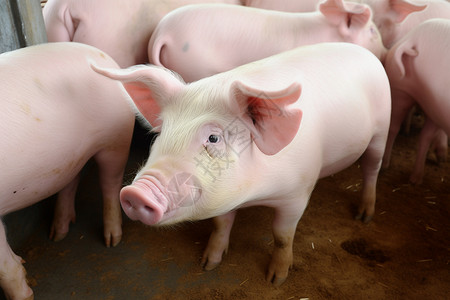 农业养殖场中的肥猪农场高清图片素材