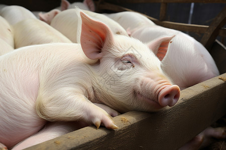 乡村农业养殖场的猪圈图片素材