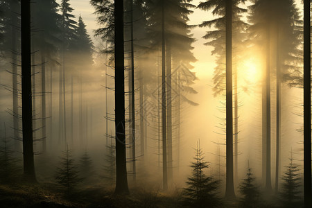 神秘森林的旭日幻景高清图片