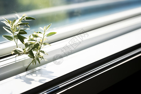 放在窗台上的茂盛盆栽图片
