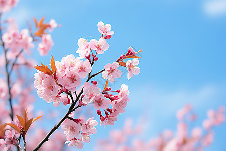 樱花季节粉色中的画卷背景