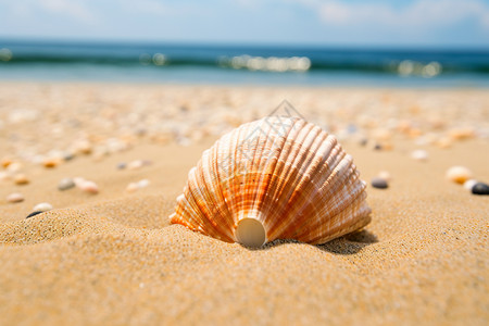 夏日海滩上贝壳背景图片