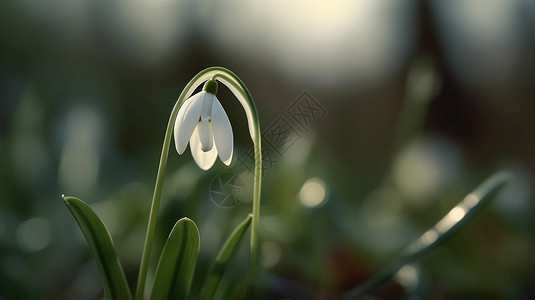 盛开的野生雪滴花高清图片