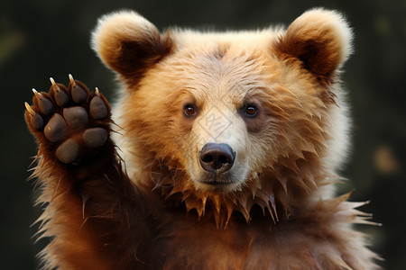 举起爪子的棕熊图片